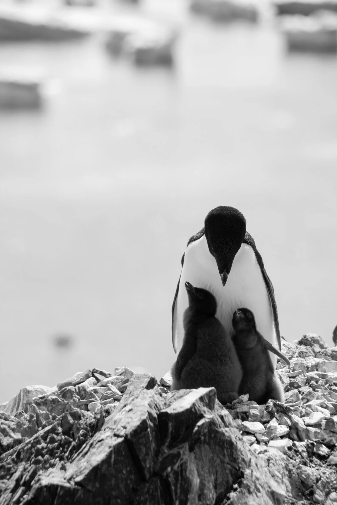 nature-wildlife-3.jpg