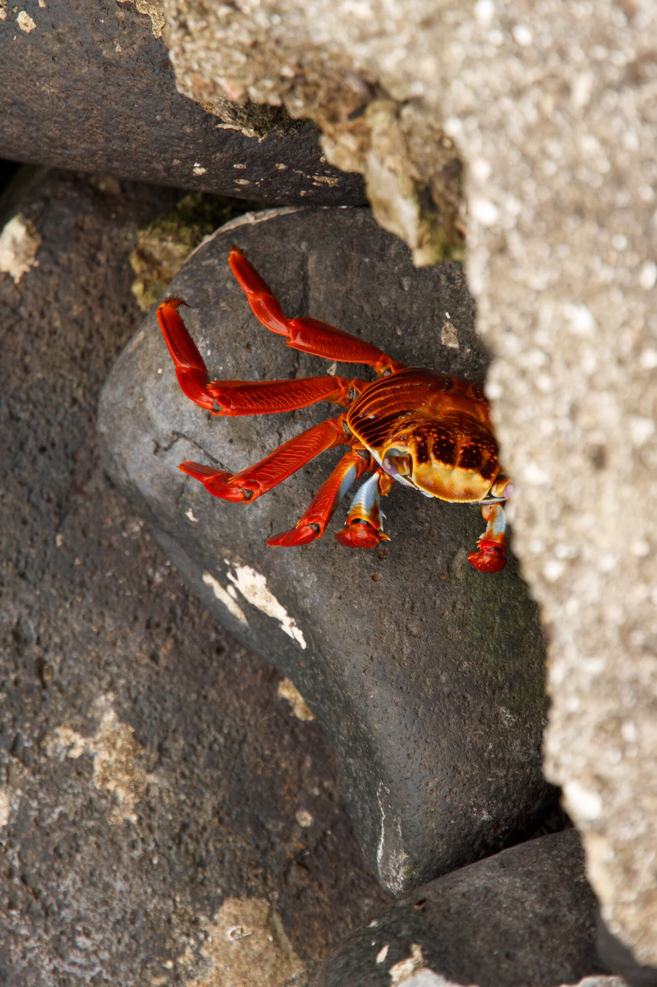 nature-wildlife-9.jpg