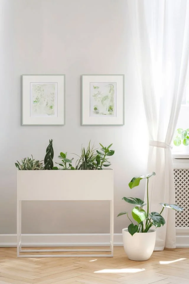 limelight 3 and 4 mock plants.jpg