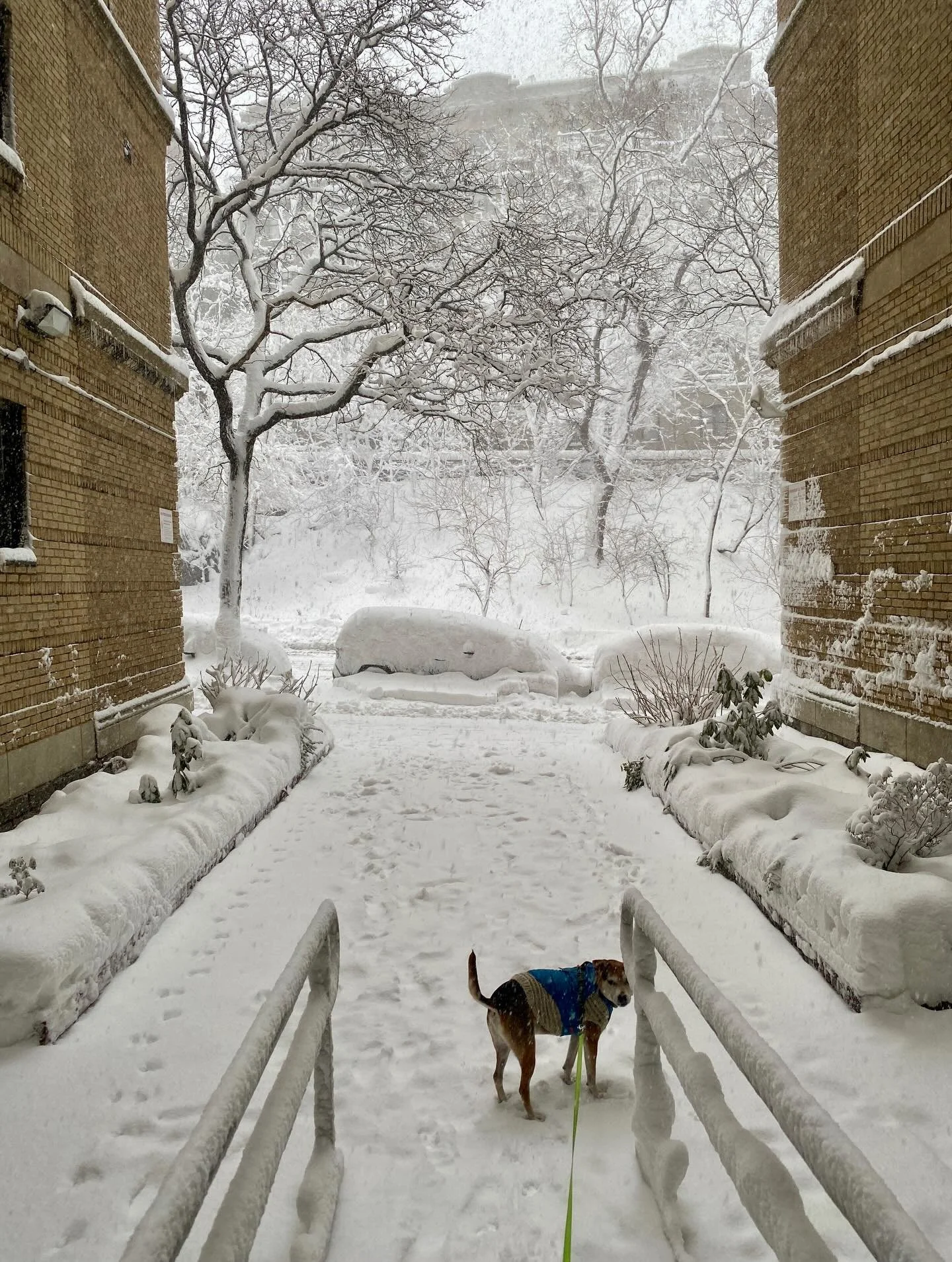 SNOW DAY
Feb 23, 2026
@mishiyalee &amp; @detective.bobson 
&bull;
#nycsnowday #bizzard2026