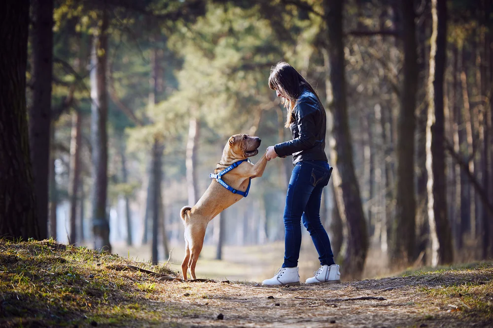 Dog Training Los Angeles Private Dog Trainer Academy