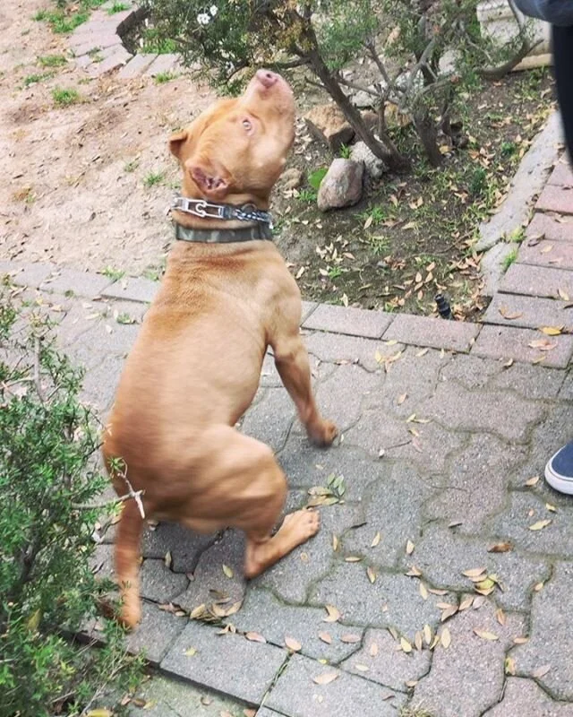 Dog Training Los Angeles Private Dog Trainer Academy