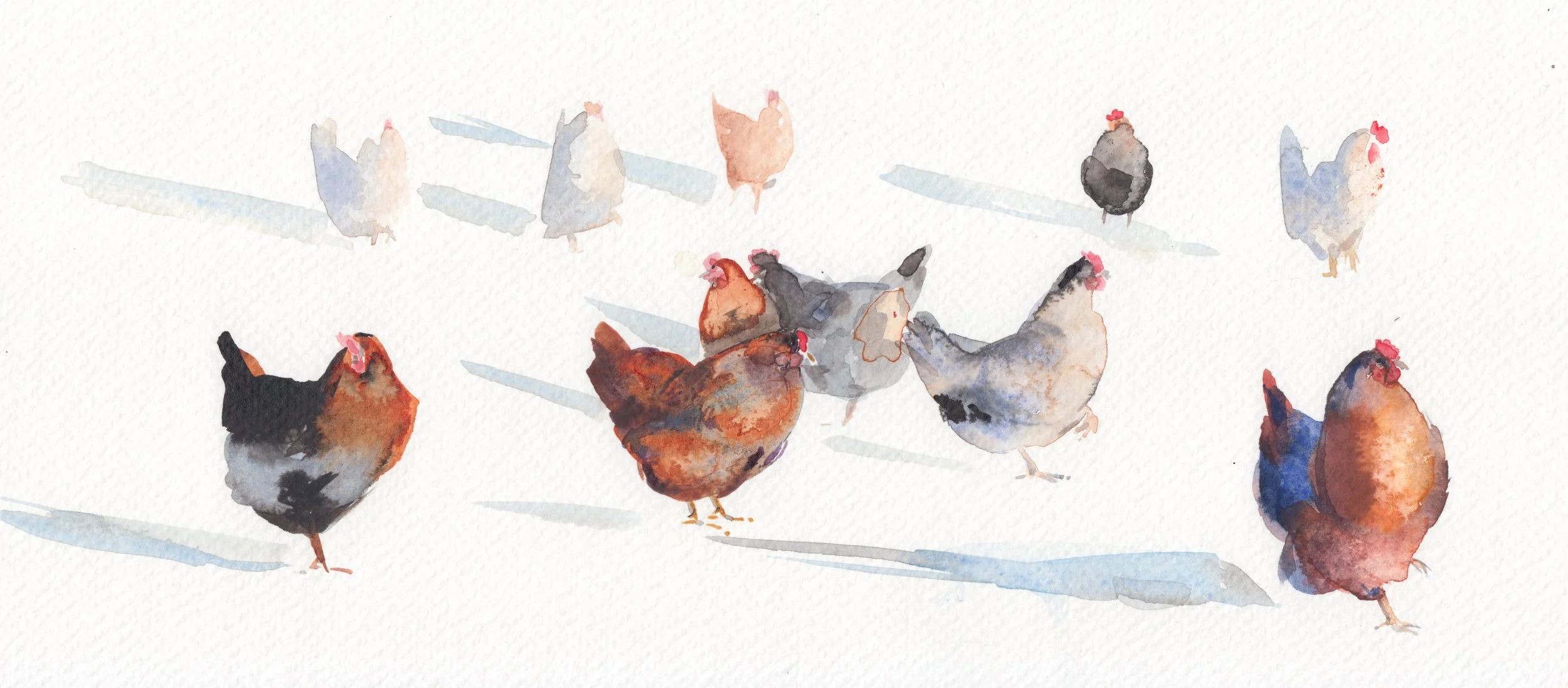 Free Hens.jpeg
