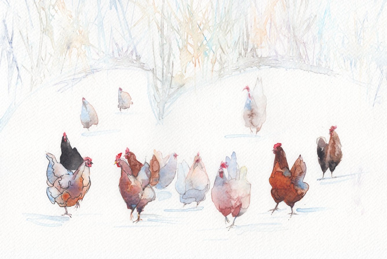 Winter Walk Of Chickens.jpeg