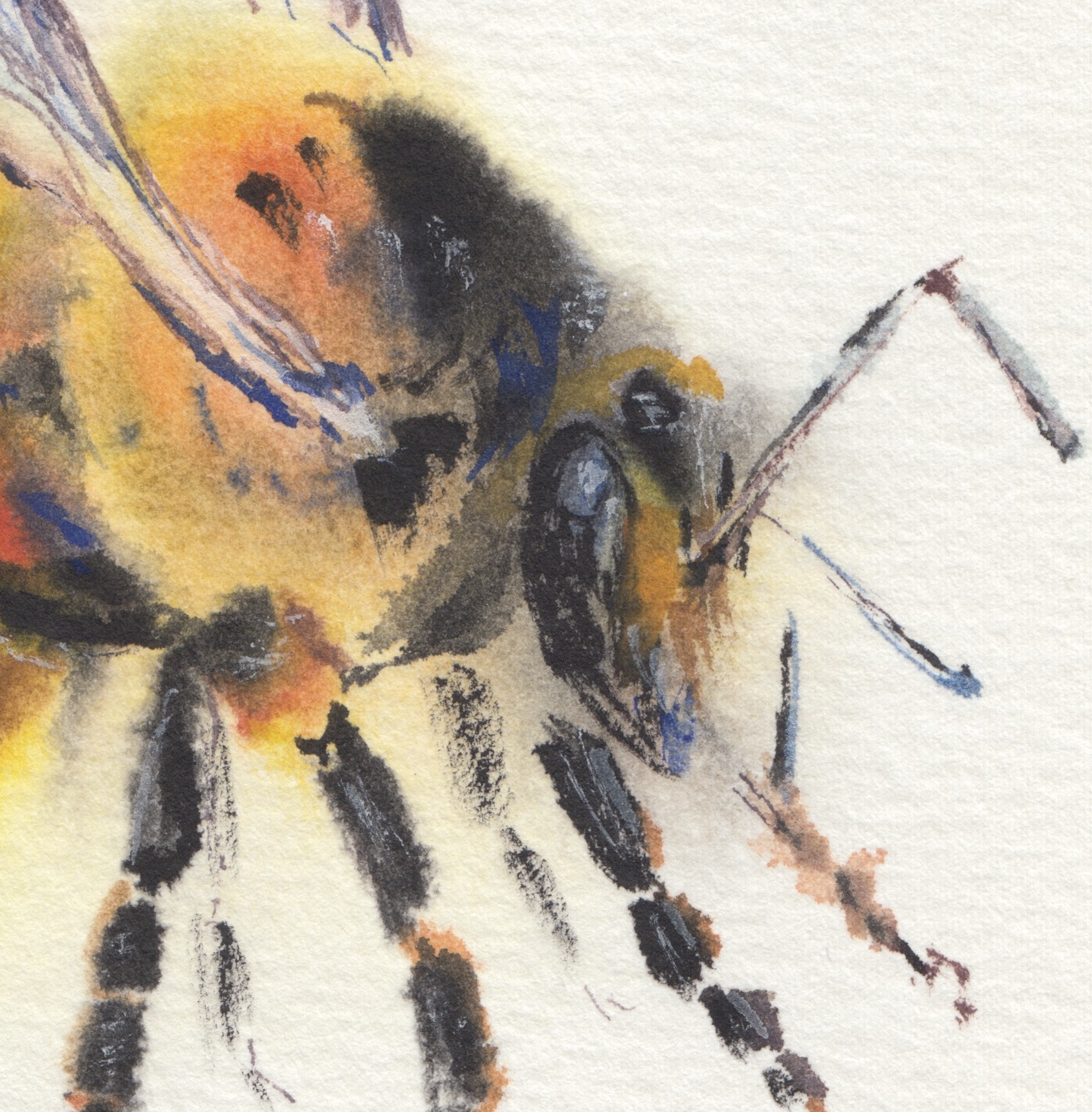 Boikiv_Bee Square Close-up.png