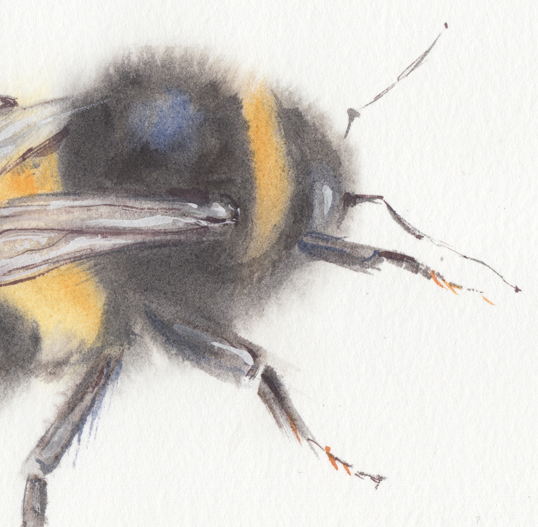 Boikiv Bumblebee No. 3 closeup.png