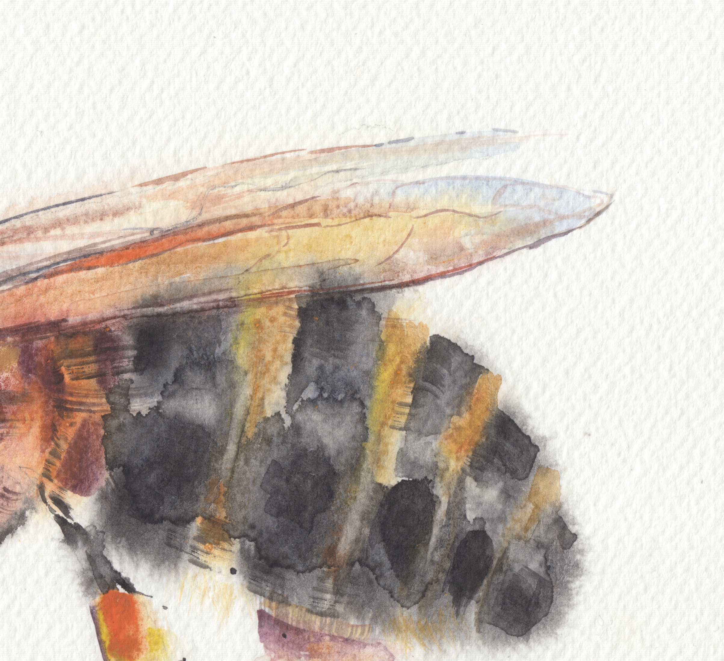 Boikiv Bee no. 4 closeup.png