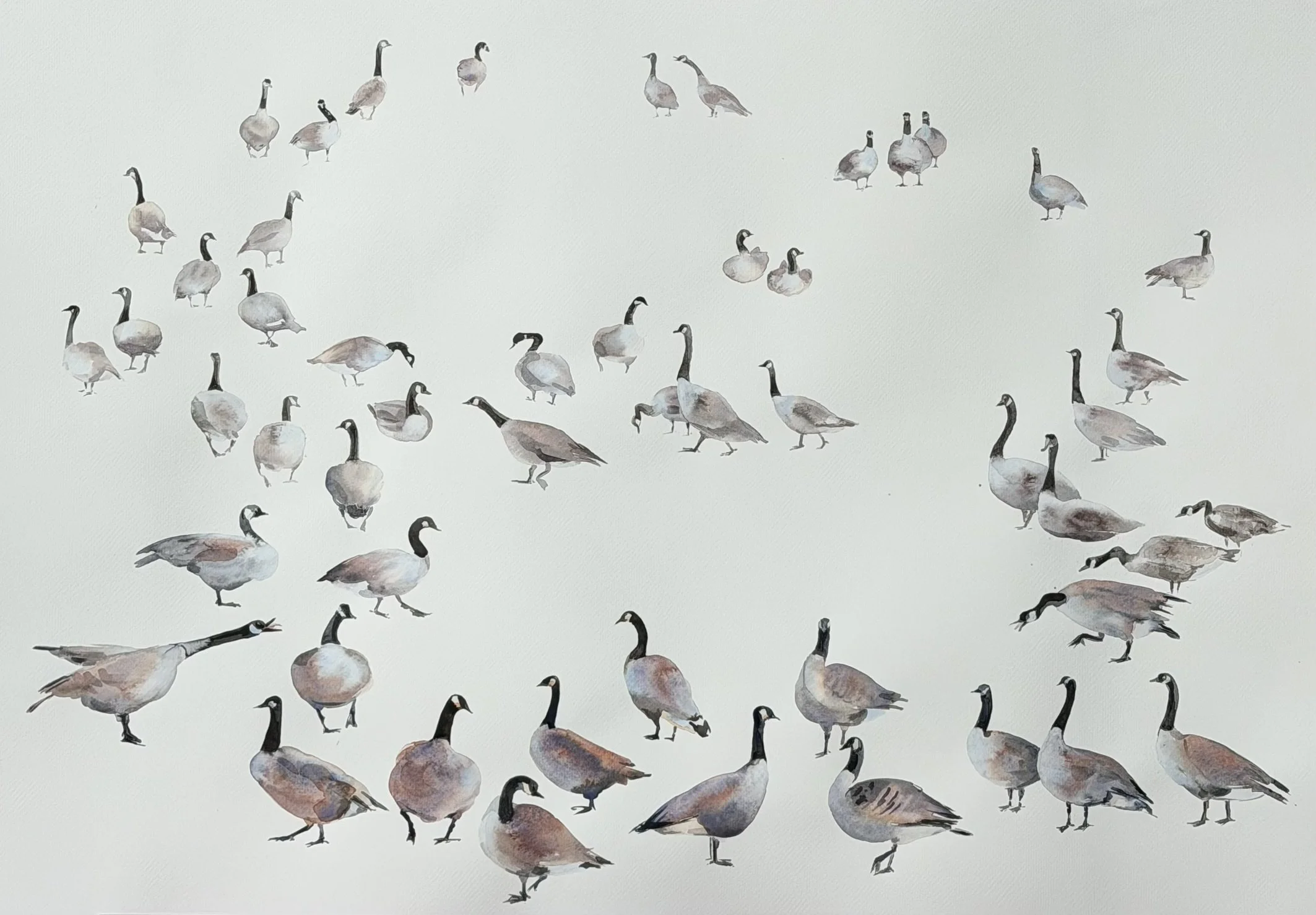 Geese of the North