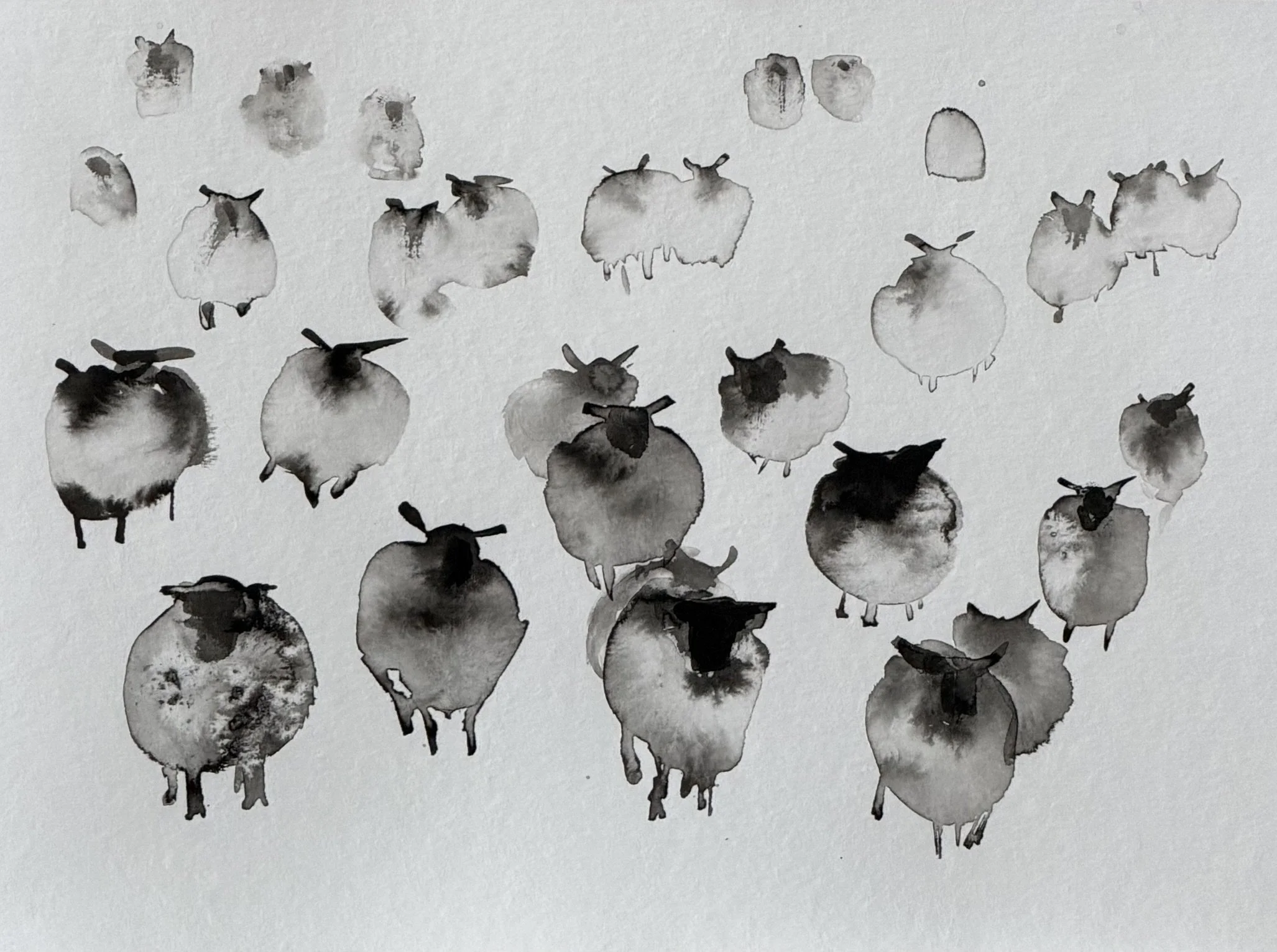Many Sheep