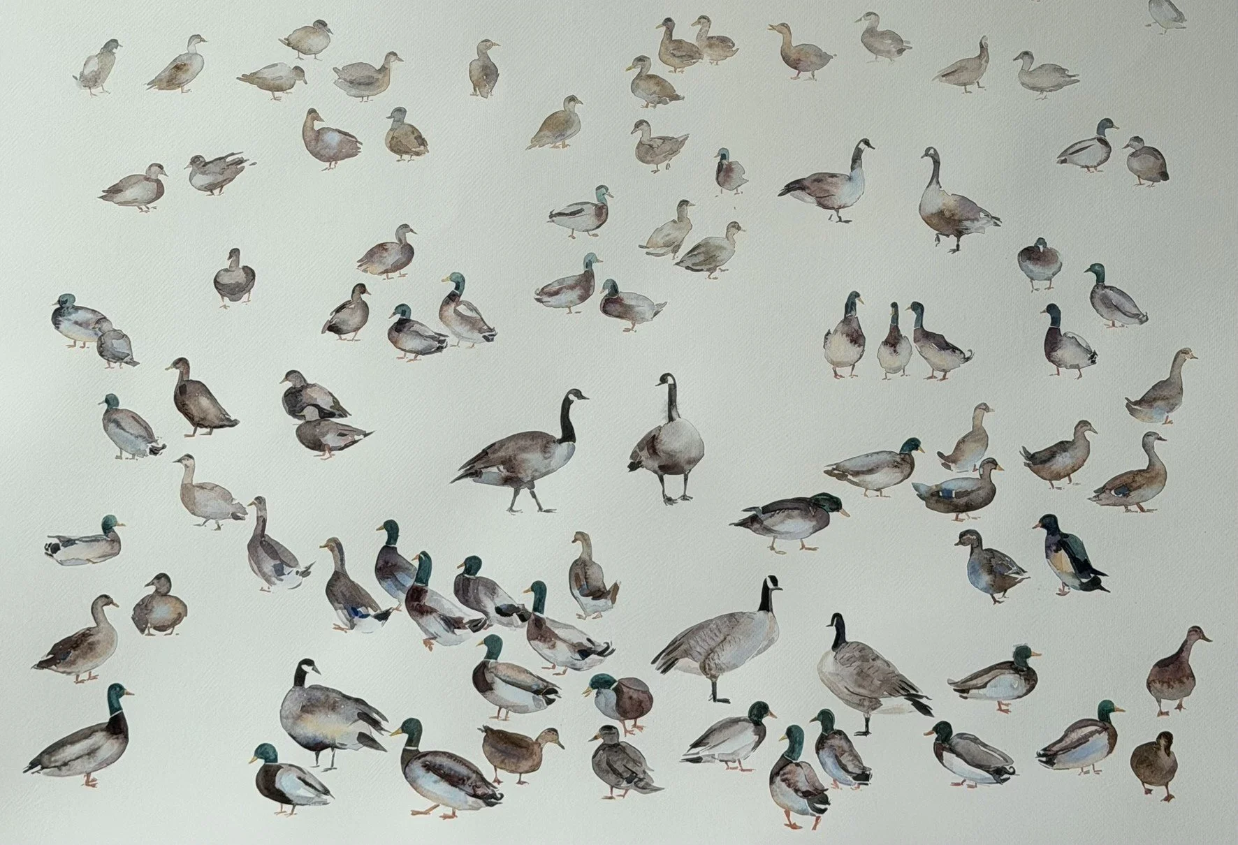 Routes Without Borders (Geese & Ducks)