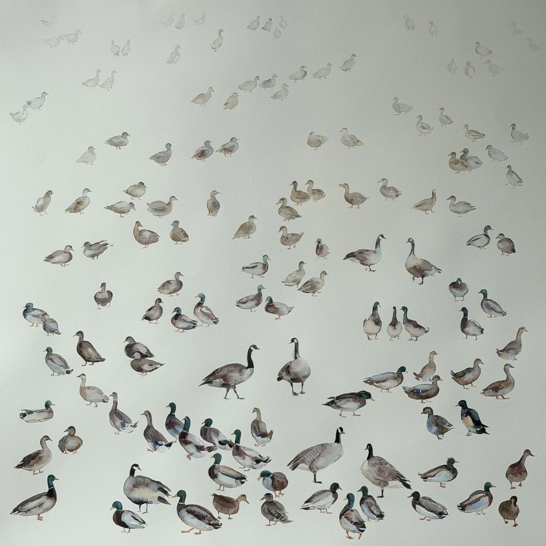 Routes Without Borders (Geese & Ducks)