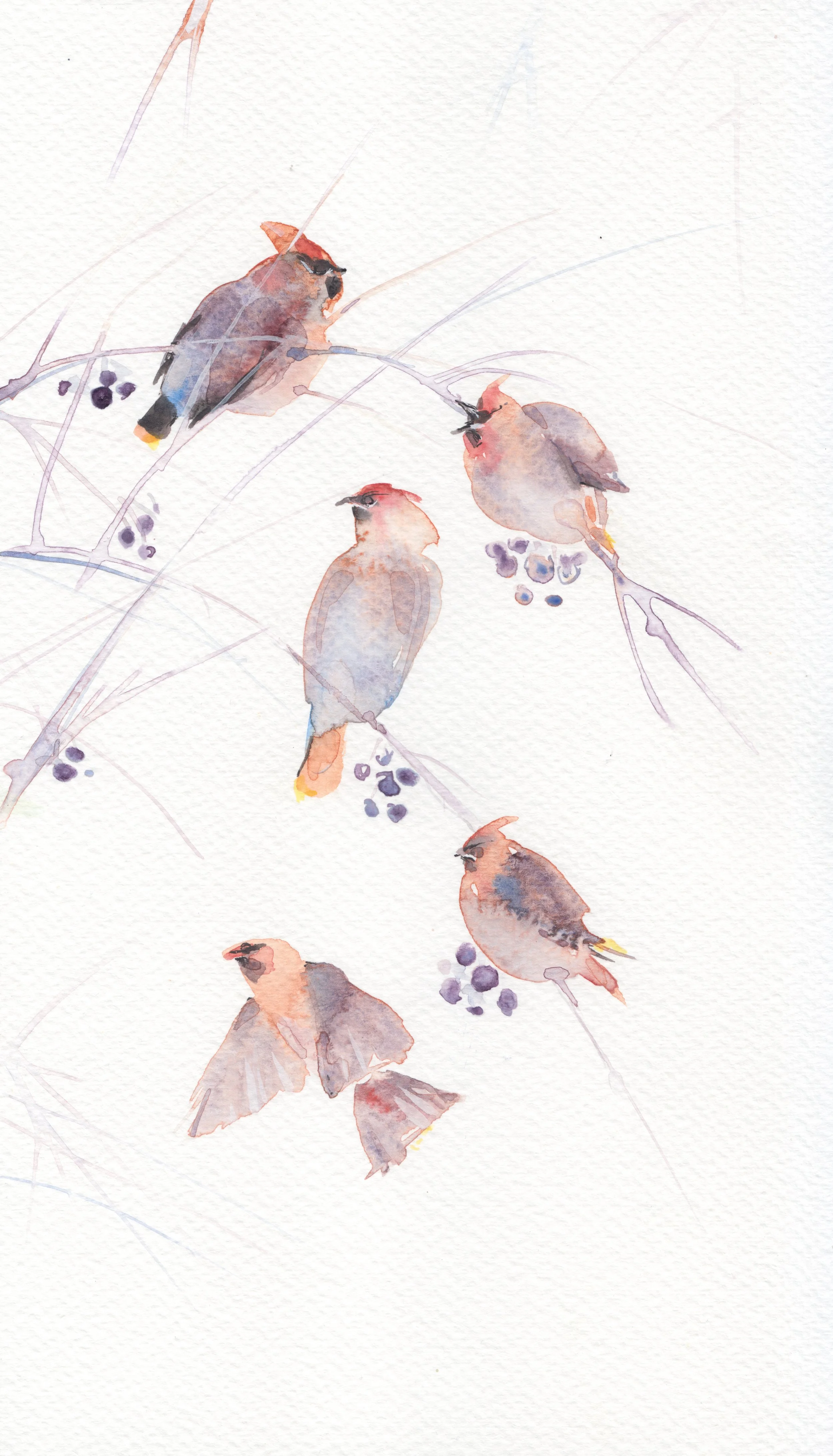 Waxwing Flock.jpeg