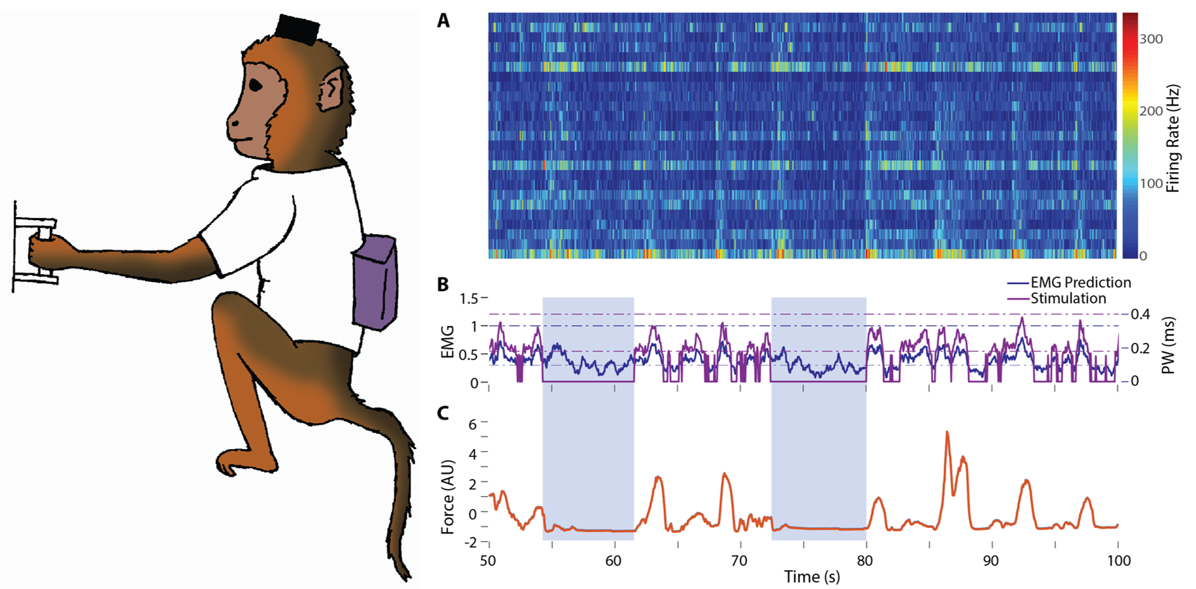 Fig FES: A monkey performs an isometric grasp task in the laboratory during temporary paralysis using a head-mounted wireless recording system and a wireless stimulation system located in a backpack. (A) Neural signals from the motor cortex, recorde…