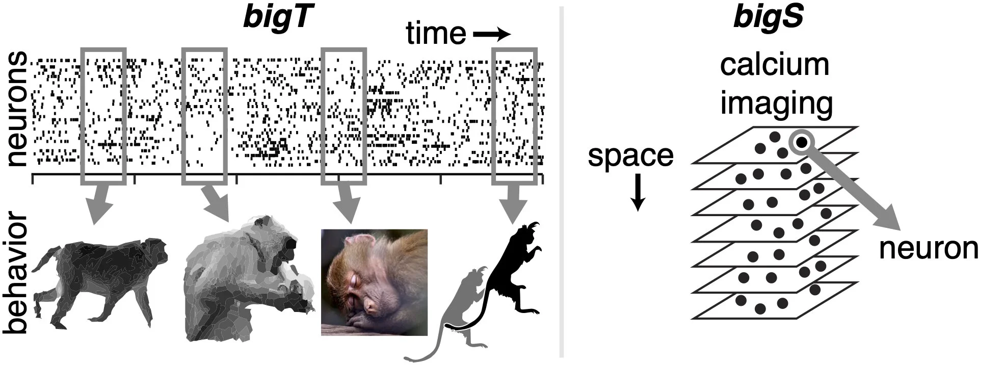 Figure: Analyzing the dynamics of neural datasets at unprecedented temporal and spatial scales.