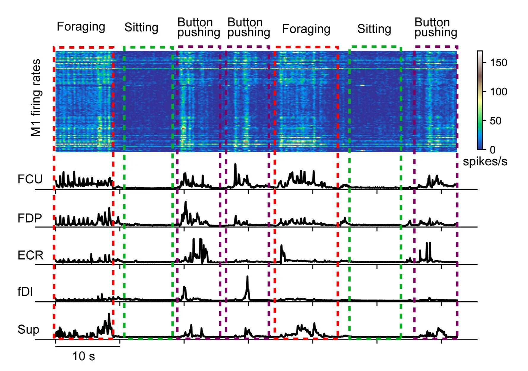 Fig Cage Signal: Typical M1 activity and EMG signals from wireless recordings during monkey’s different unconstrained behaviors inside the telemetry cage. Upper panel: M1 firing rates. Lower panel: rectified and low-pass filtered EMGs from flexor ca…