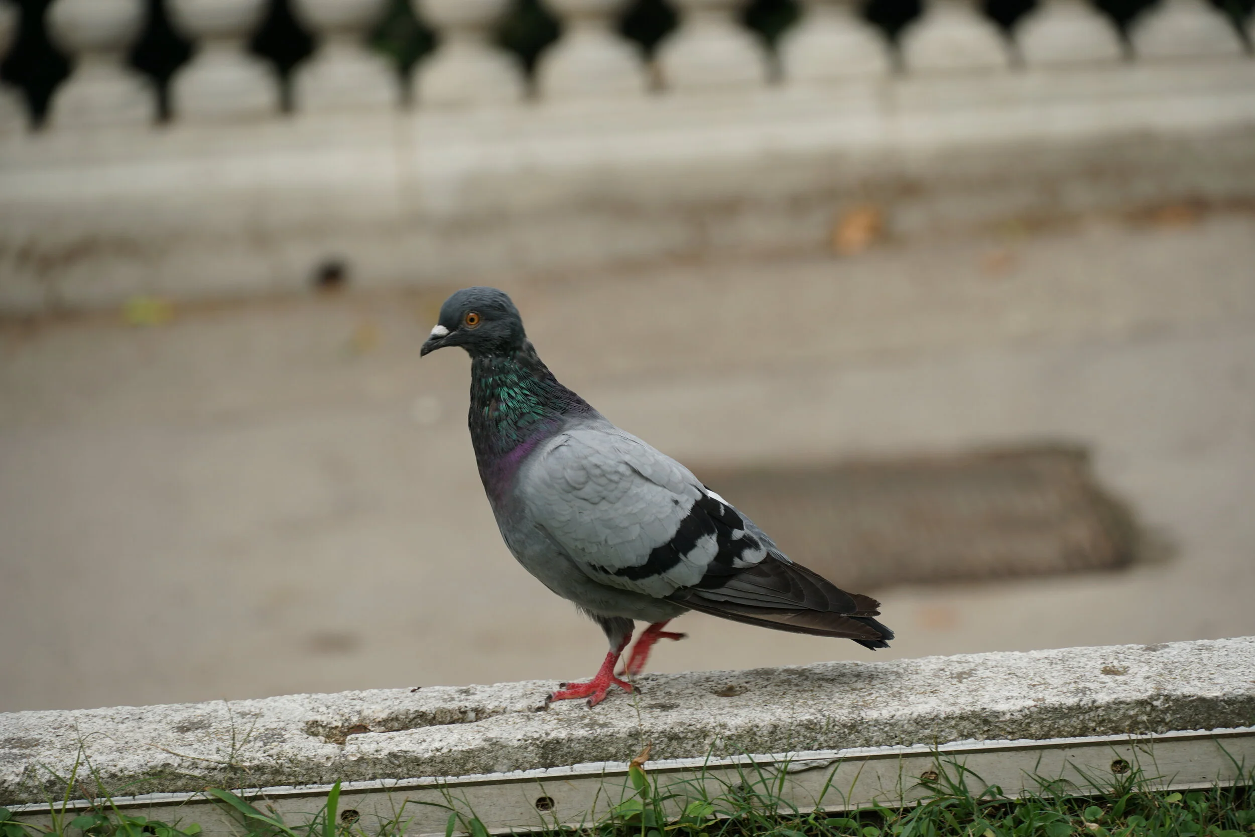 DSC04475.JPG
