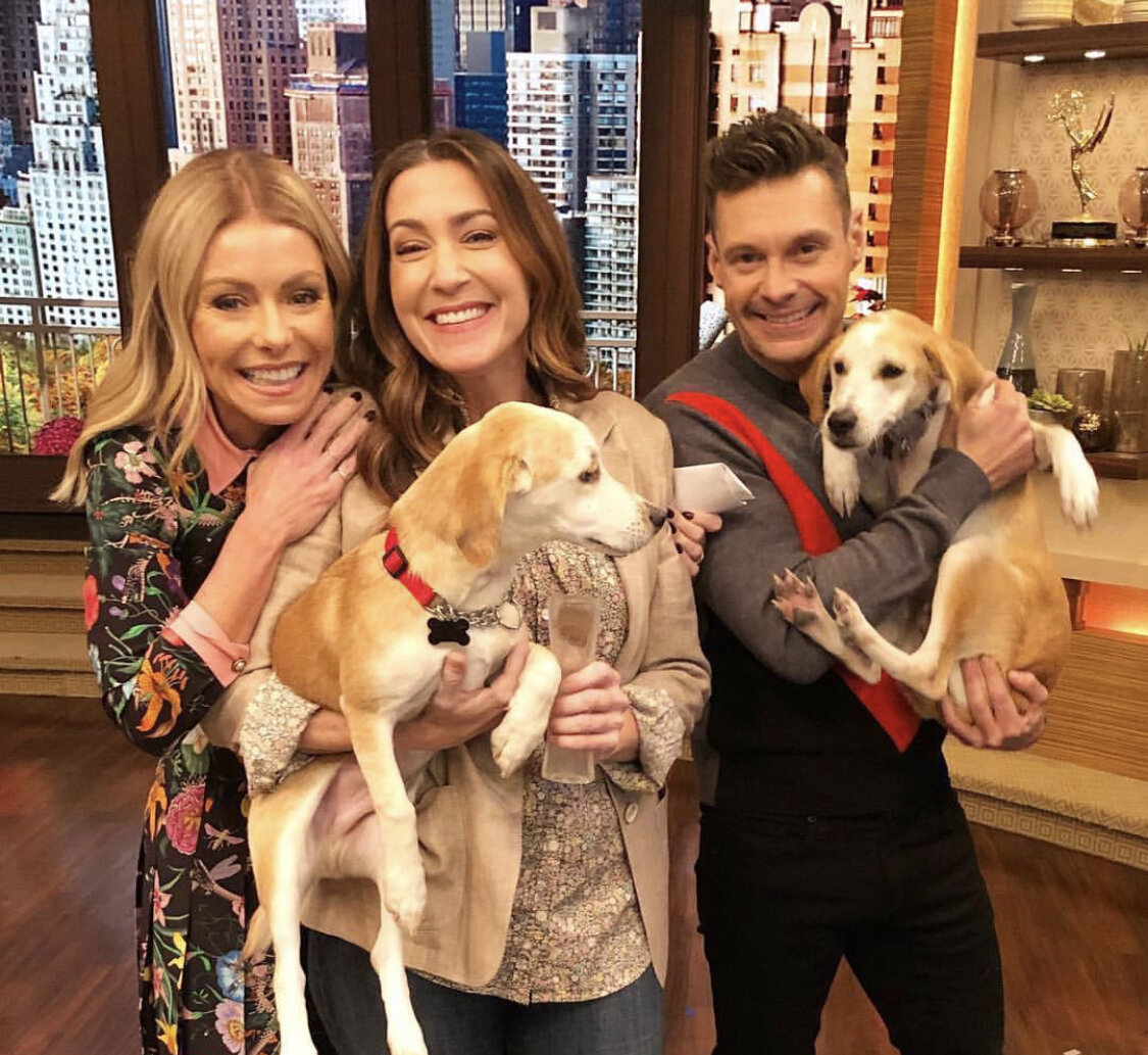  Our adoptable satos appeared on Live with Kelly and Ryan! 