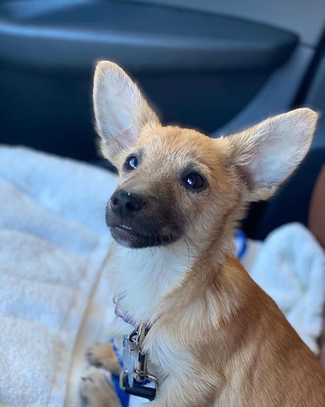 Meet our newest arrival: Carrot! 🥕🤩 Too cute for words, right?! We have a number of dogs and cats arriving over the coming weeks, including puppies (like Carrot!) Get a head start by filling out an adoption application and noting that you&rsquo;re 