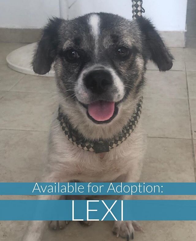 Meet our two newest arrivals: Lexi &amp; Texas Pete!
🐶 Lexi is a one-year-old, 14lbs Terrier Mix. When she was rescued on the streets in Puerto Rico, we thought she was pregnant because her tummy was so hard - turns out she had a urinary blockage th
