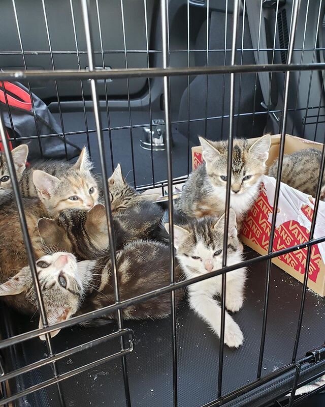 This mama cat and her eight kittens landed in Miami today, and have now begun their drive to NYC. Seventeen (!!!) volunteers came together, each of them tackling a part of the drive. We aren&rsquo;t exaggerating when we say it takes a village! All of