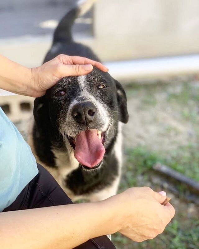 Meet Charlie! Charlie is a 4 year old, 60lbs Lab Mix. One day at @farodelosanimales, a sedan pulled up and opened the trunk - in it was Charlie. But a 60lbs dog does not fit in the trunk of a small sedan very well. Unfortunately, this was during the 