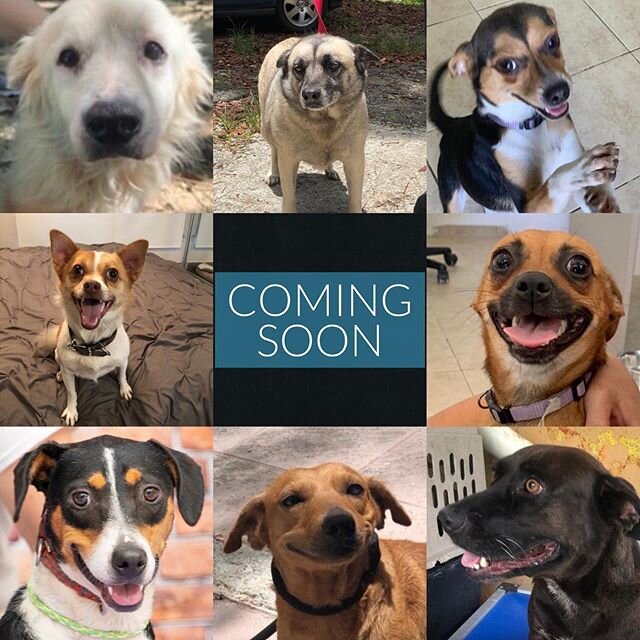 We have 8 satos arriving on Saturday! These pups are full of personality and ready to find their #happilyfureverafter. Say hello to (starting on the top lefthand corner and going clockwise) Corp, Cersi, Trixie, Canela, Laiia, Jadie, Paris and Sophie!