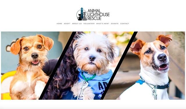 Big news! We have a 👏 BRAND NEW WEBSITE! 👏 Check it out for all ALR-related resources: our available animals, information about adoption, volunteering and fostering, upcoming events, an introduction to our incredible team, links to articles featuri