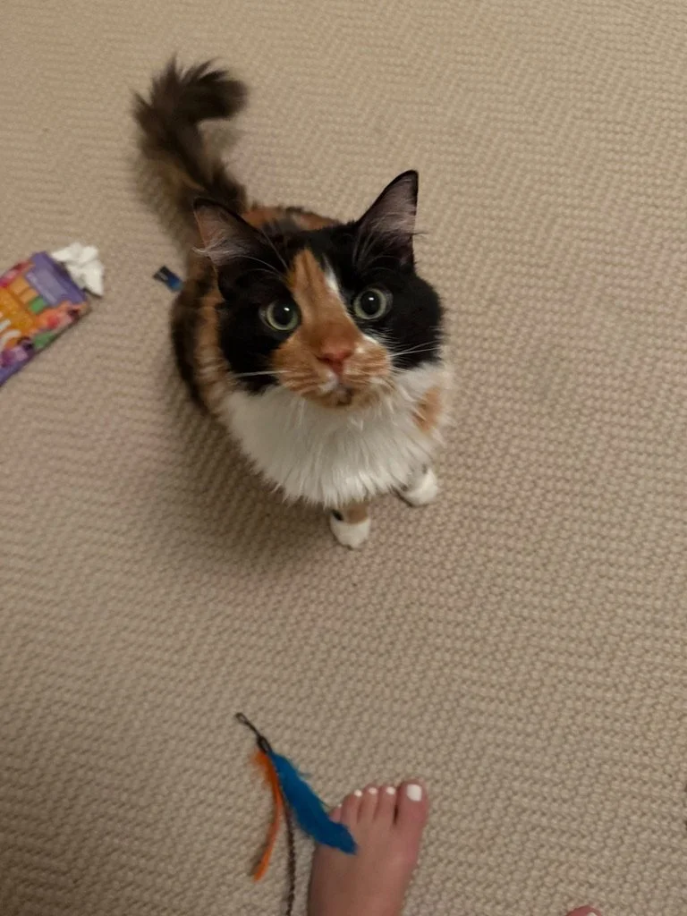 7B880266-00B3-4510-A274-AD0D47D35805_1_105_c.jpeg