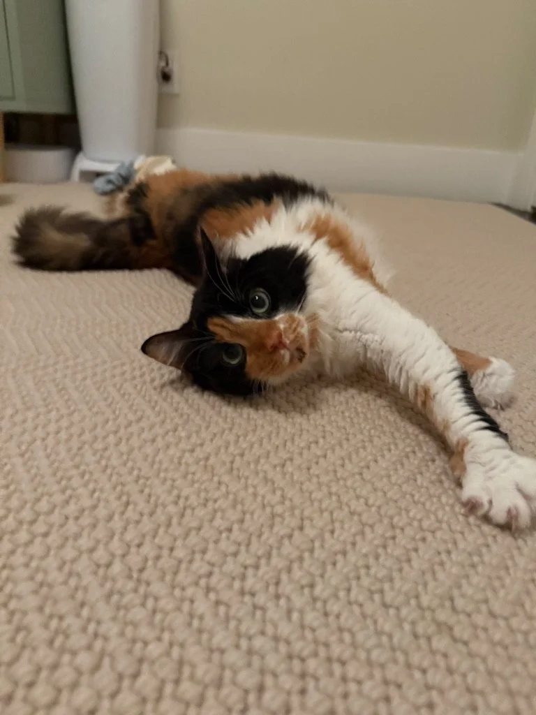 AE61E724-A27E-439B-9E58-805893F1E431_1_105_c.jpeg