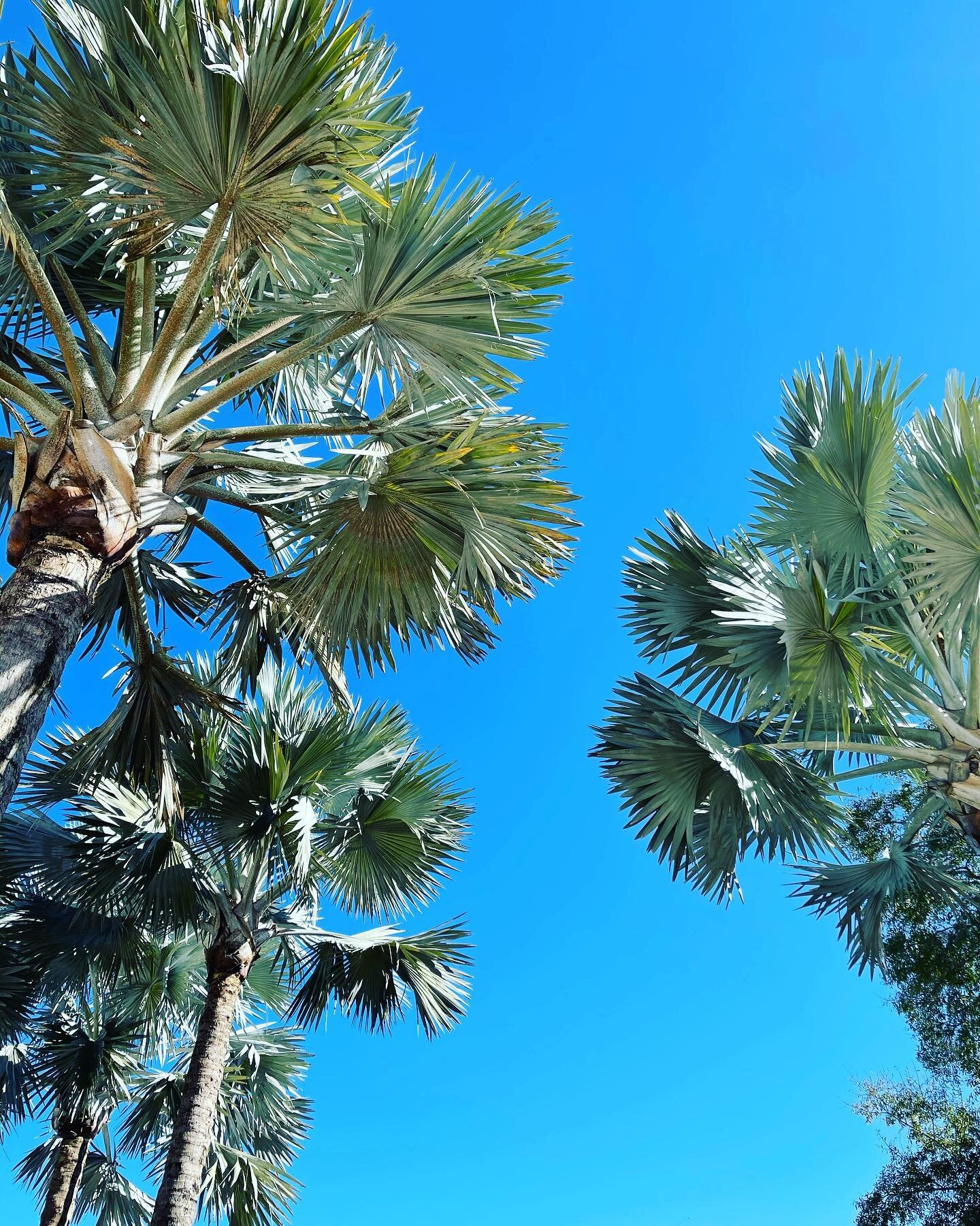 Any day that includes palm trees and blue skies... is a good day.