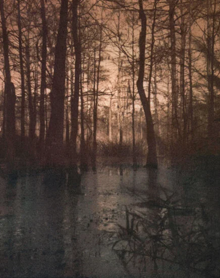 Swamp Scene