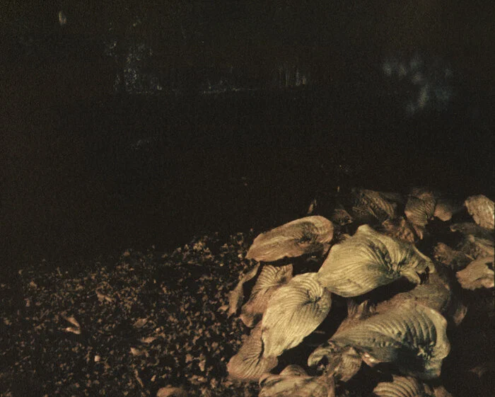 Hostas in Glade