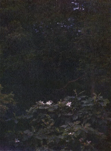 Native Magnolia