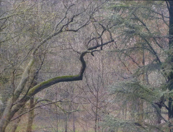 Patterned Early Spring