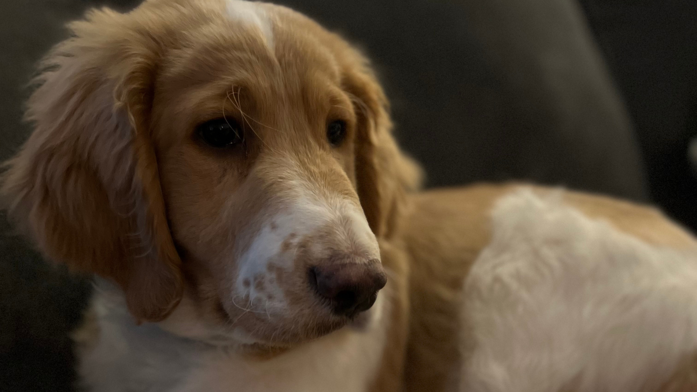 Ever Try to Train a Puppy?