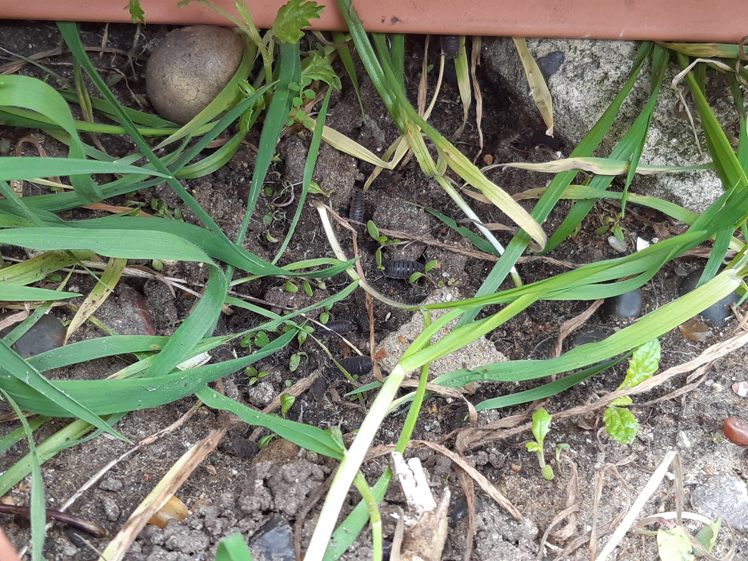 We’re going on a minibeast hunt  