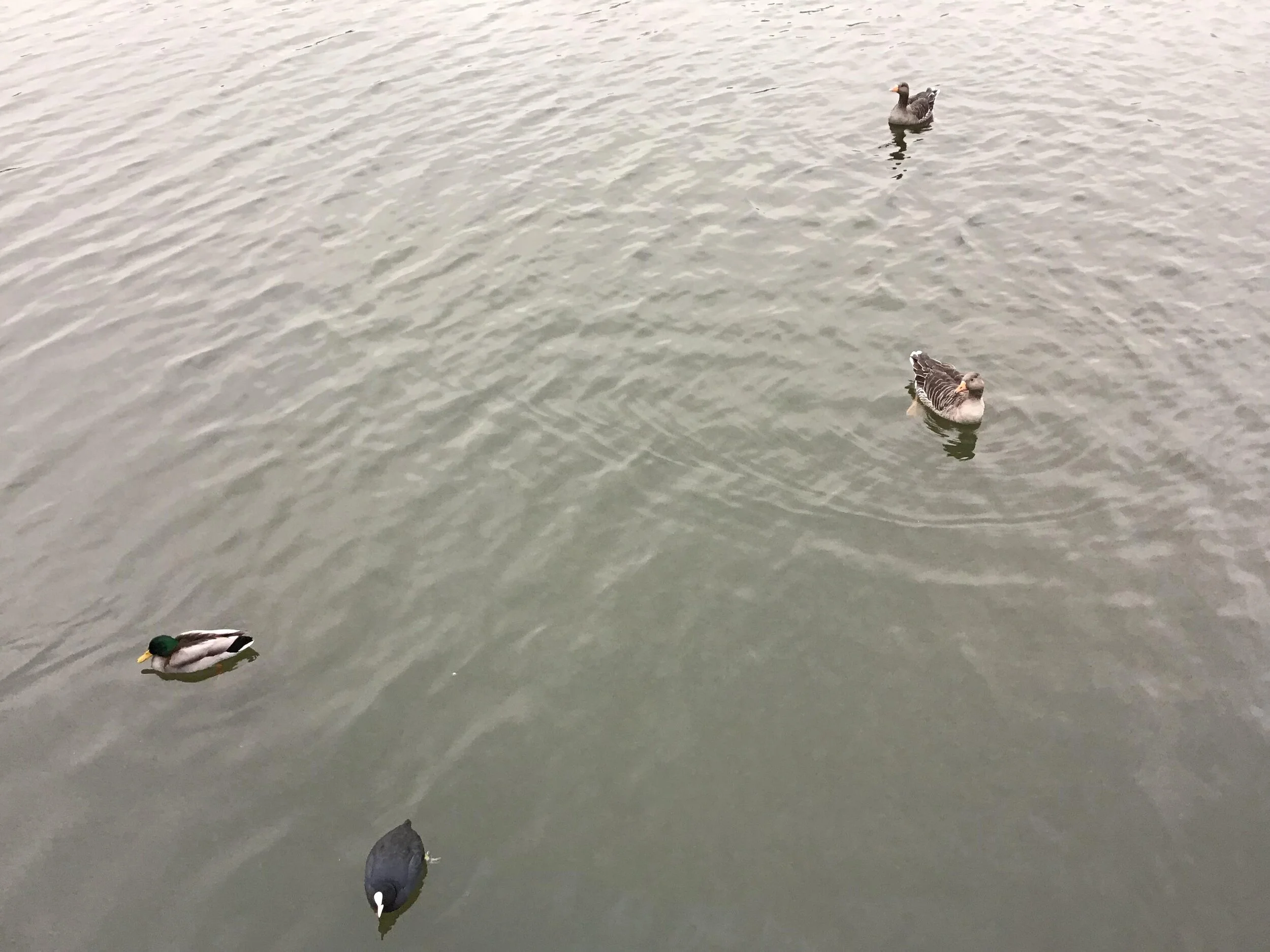 Ducks 1.jpeg