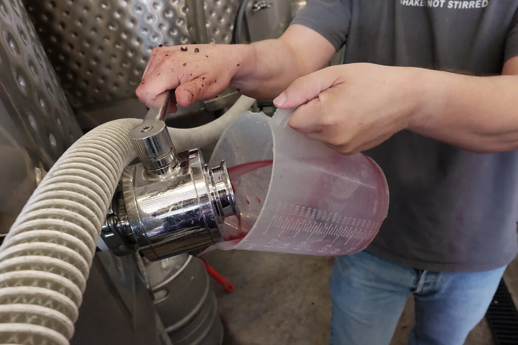 Stuart Stealing Wine First Day of Red Grape Harvest.jpeg