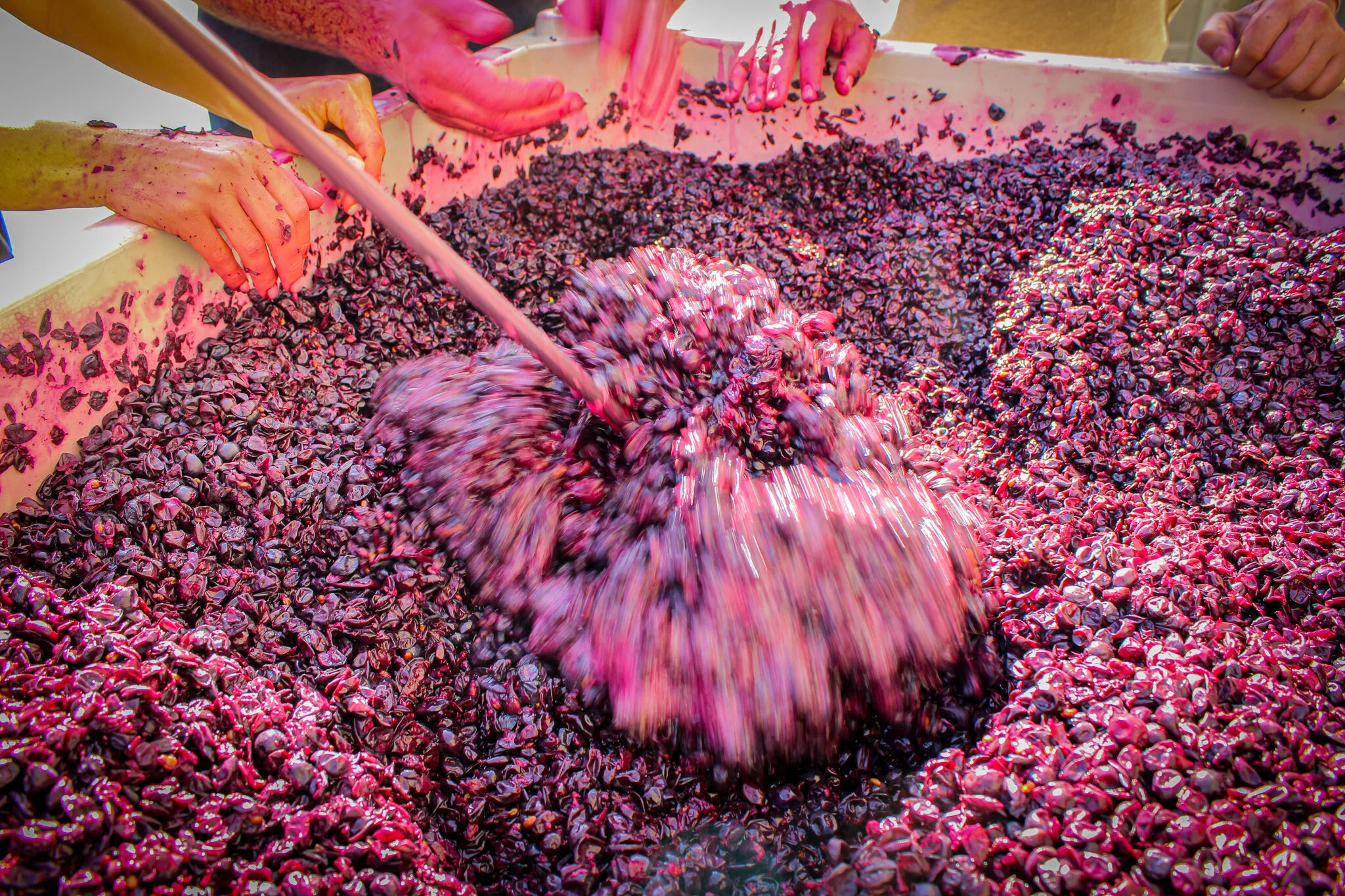 Stuart Ake Demonstrating Punch Down During Crushcamp at The Wine Foundry.jpg