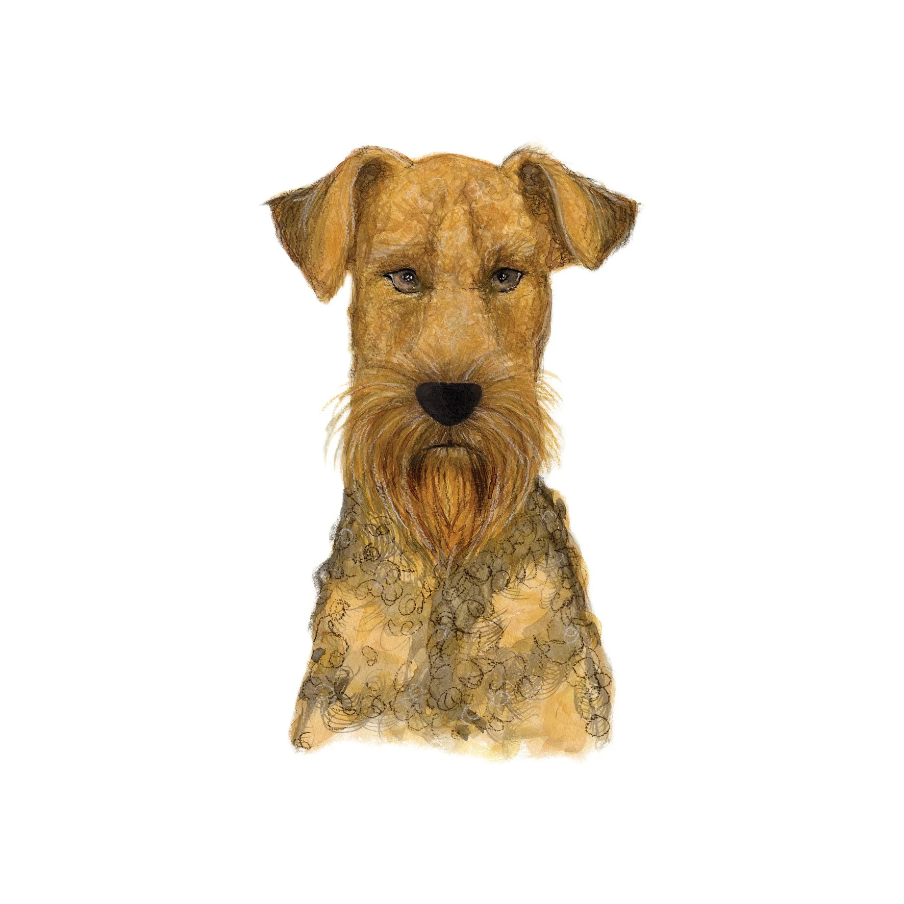 Airedale Terrier SINGLE.jpg