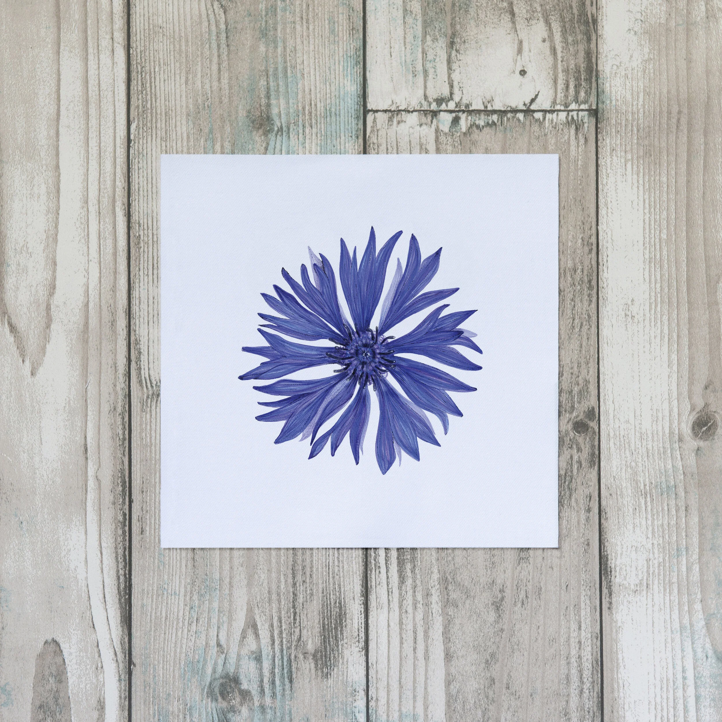 CORNFLOWER_SINGLE WHITE.jpg