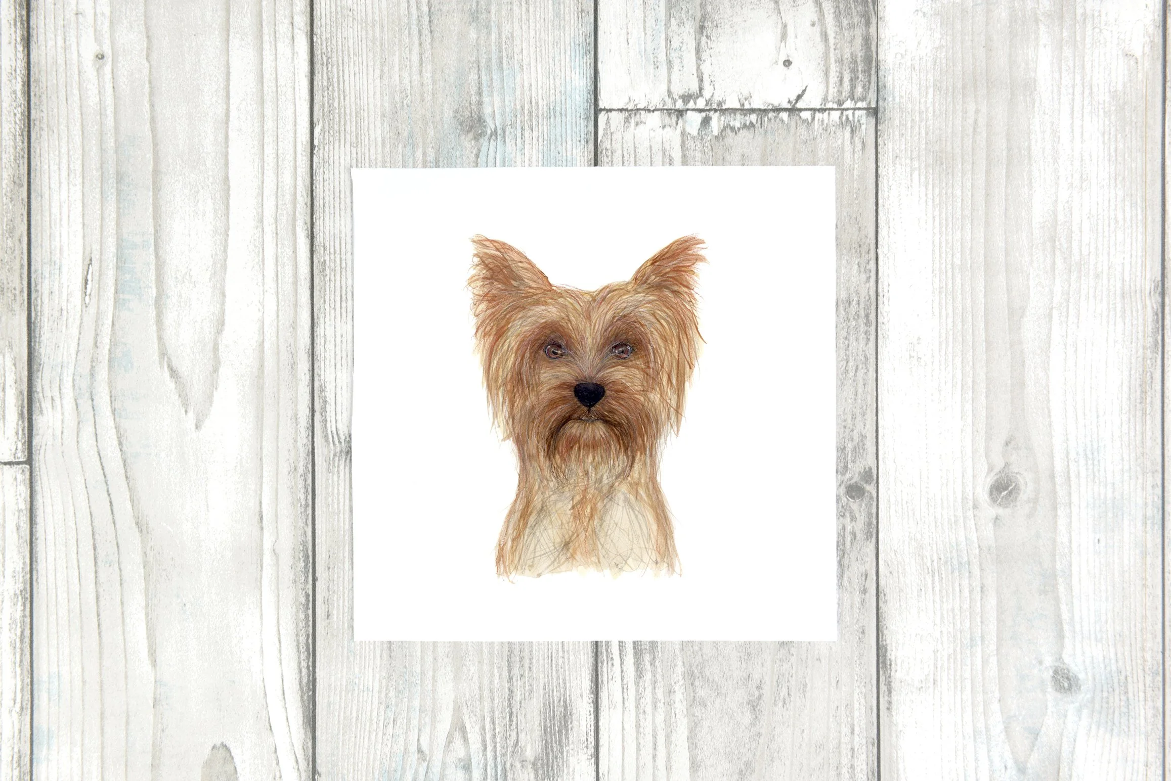 yorkie single.jpg