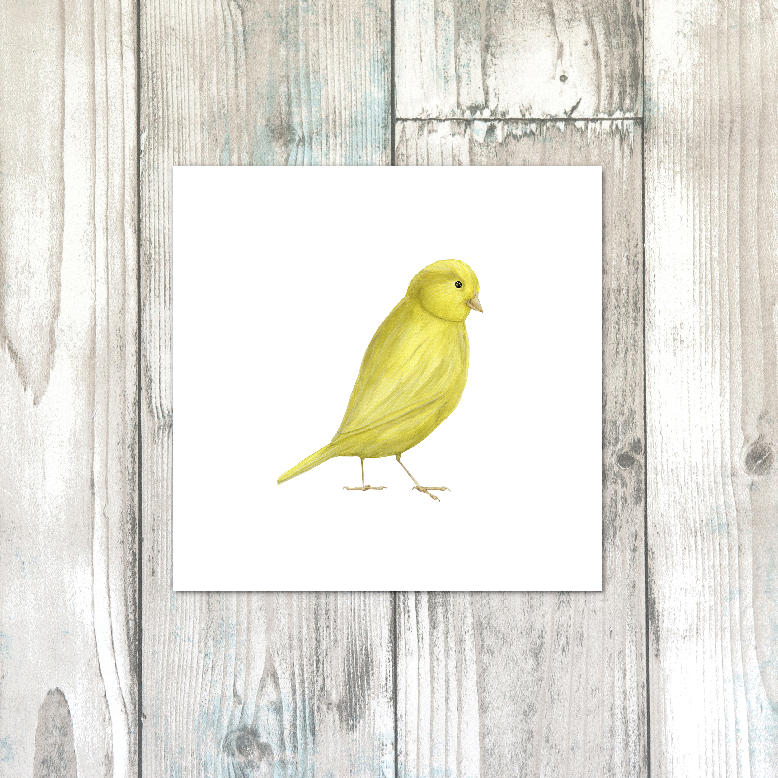 YELLOW CANARYwhte.png