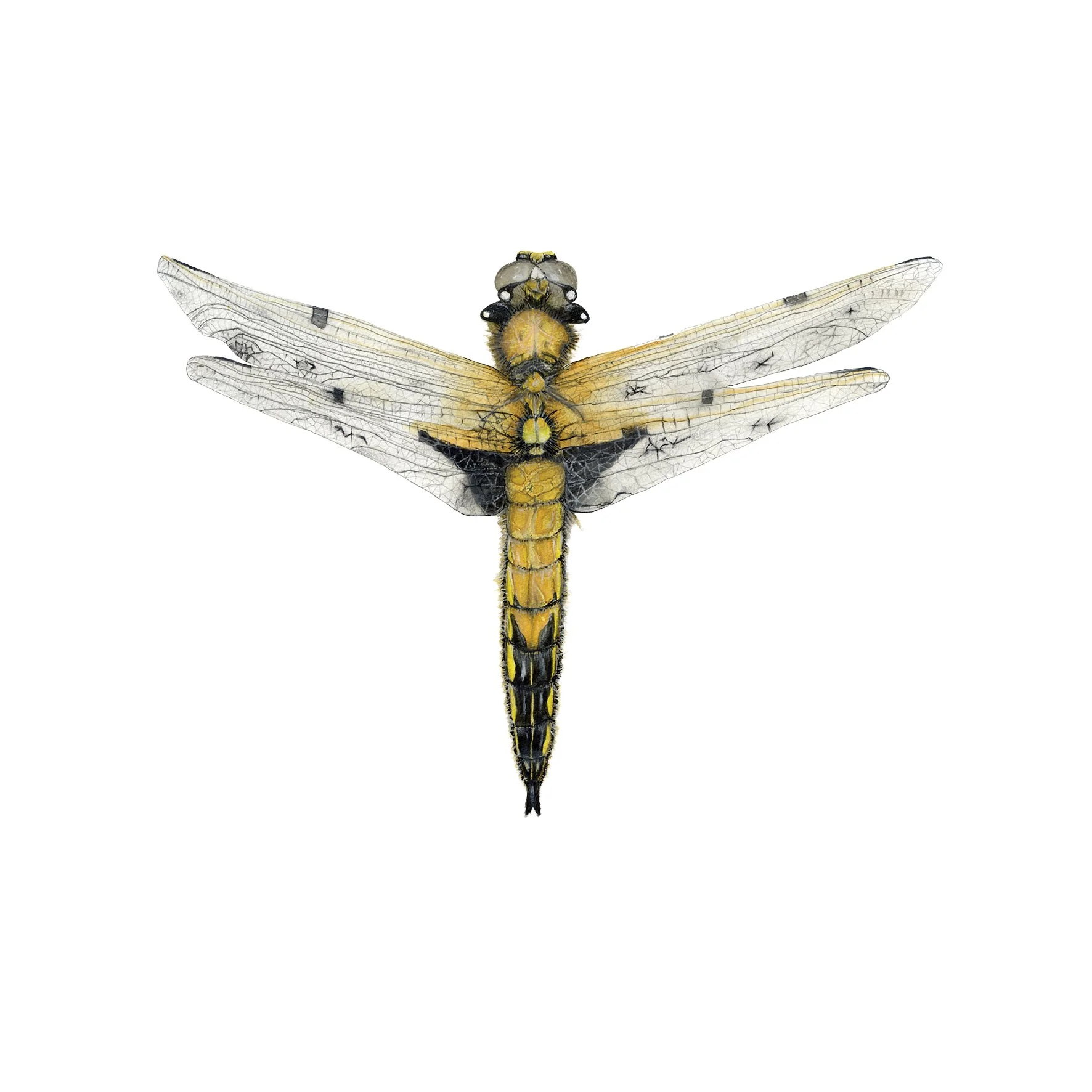SPOTTED CHASER DRAGONFLY SINGLE.jpg
