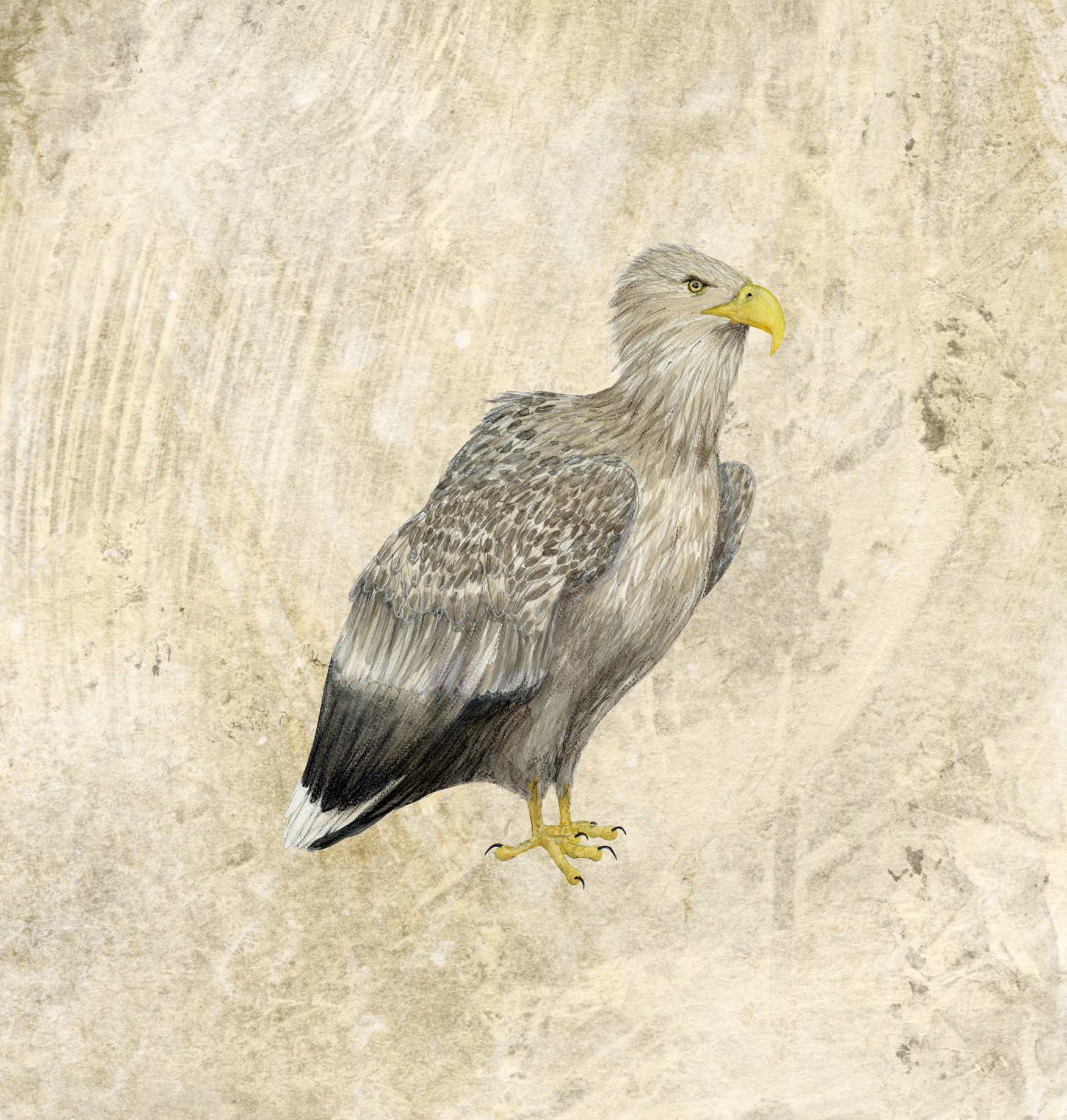 WHITE TAILED EAGLE TEXT.png