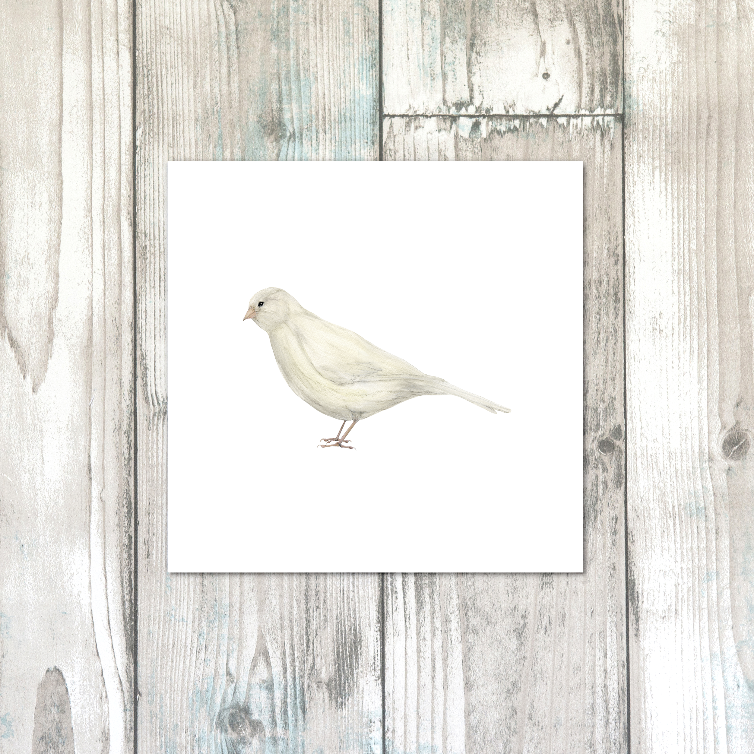 WHITE CANARYwhte.png