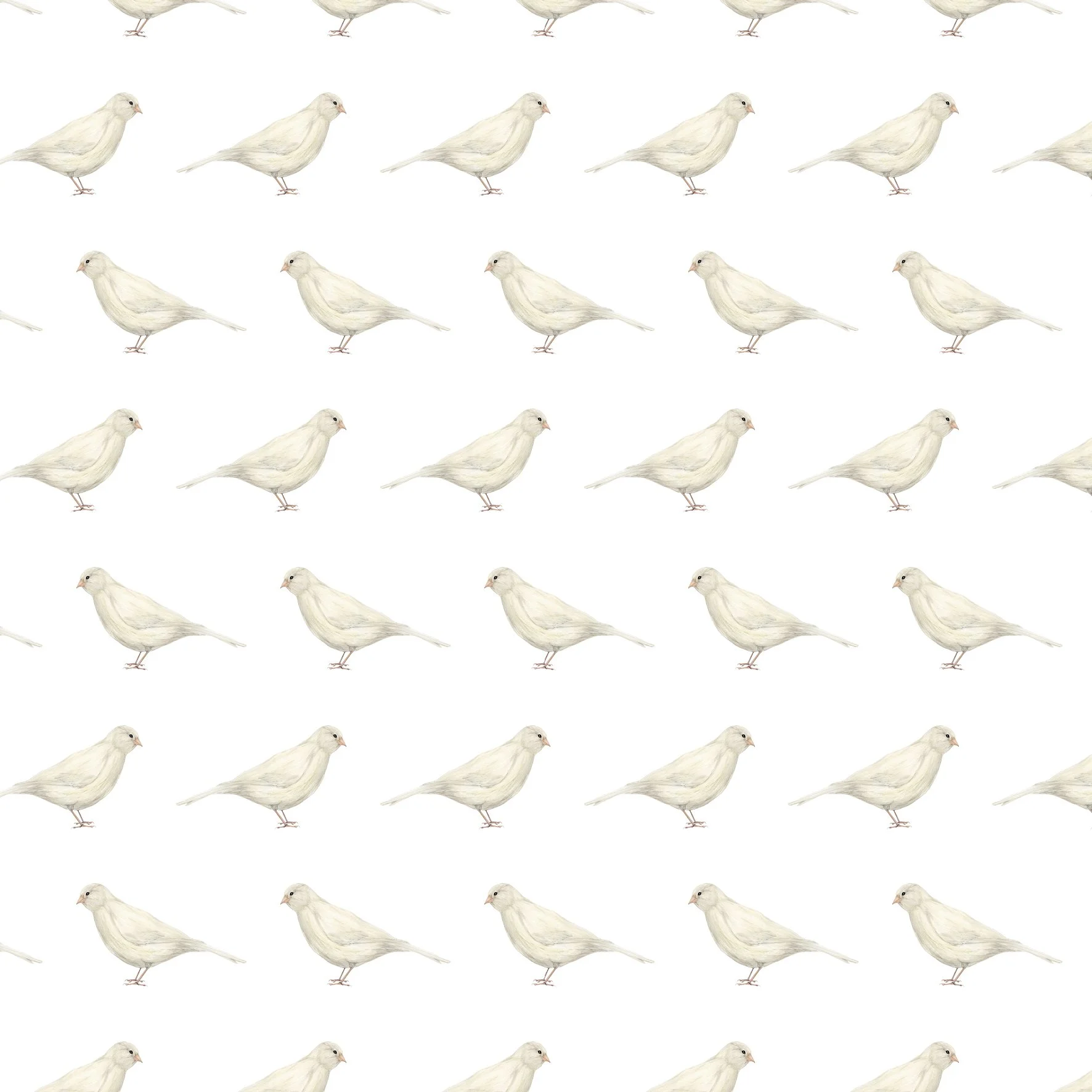WHITE CANARY SINGLES.jpg