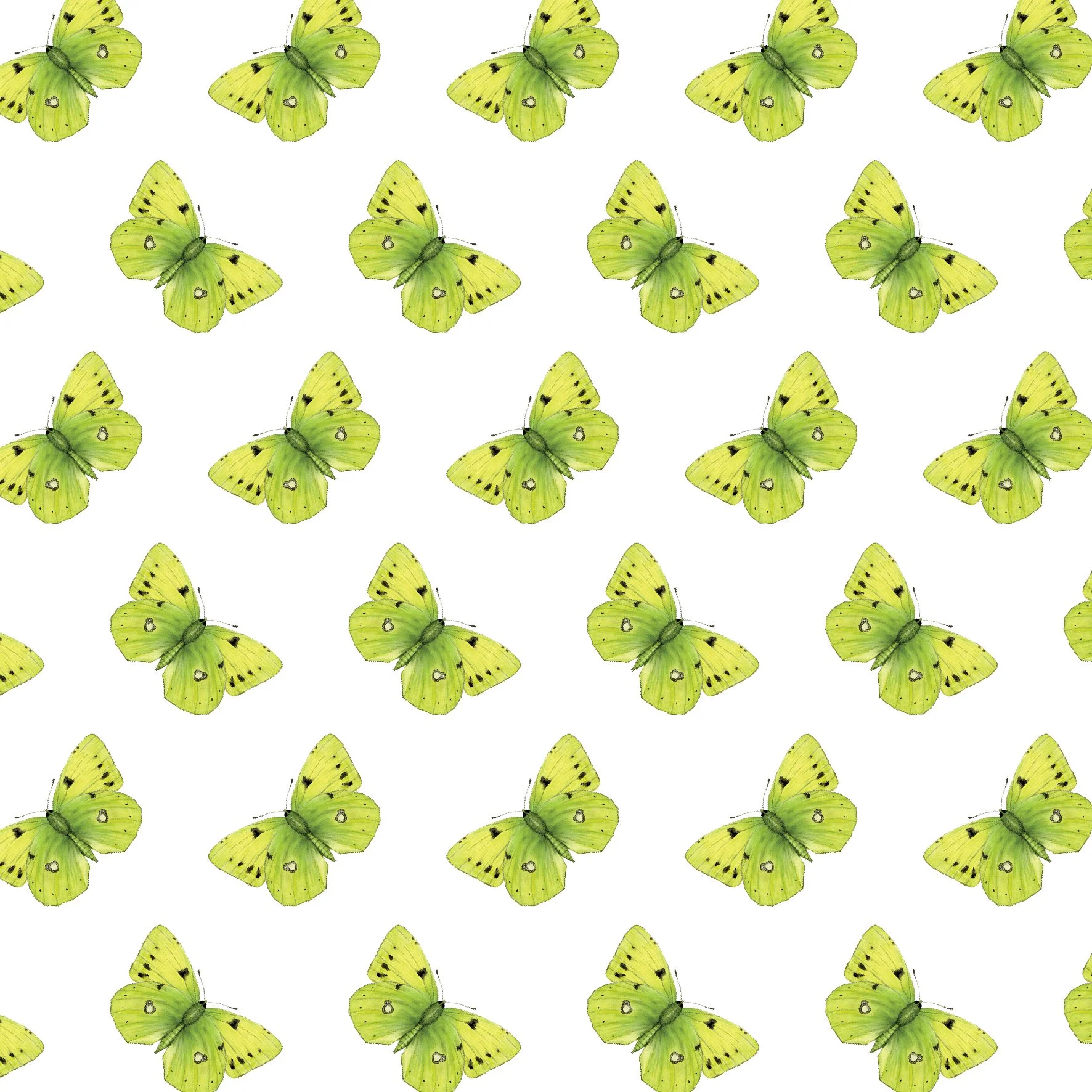 CLOUDED YELLOW BUTTERFLY SINGLES.jpg