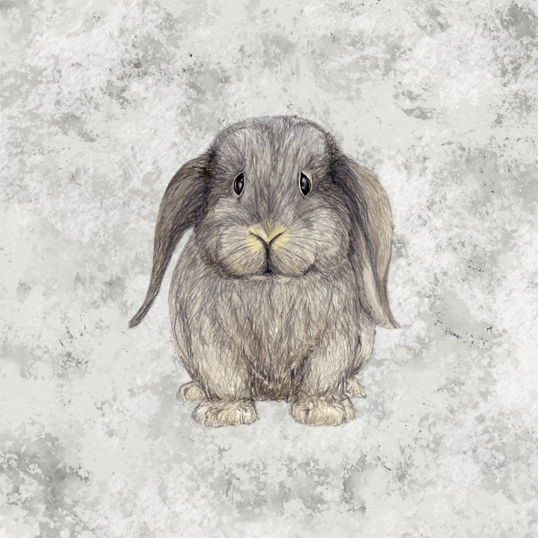 grey lop eared on text.png
