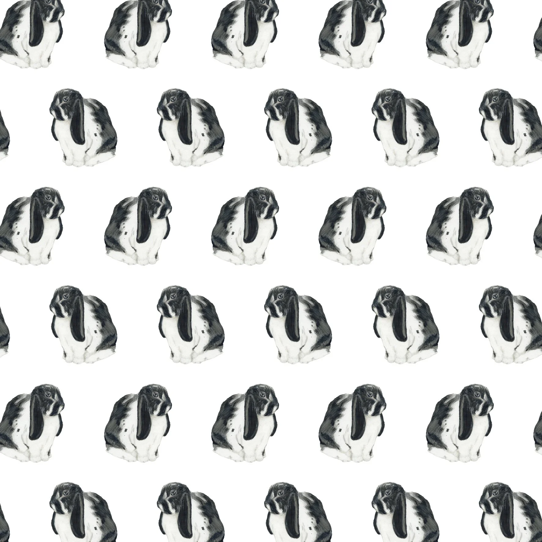 lopeared bunny_b&w_single.jpg